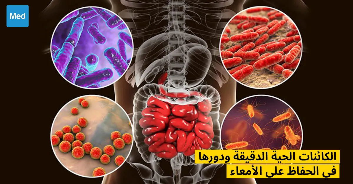  الكائنات الحية الدقيقة ودورها في الحفاظ على الأمعاء